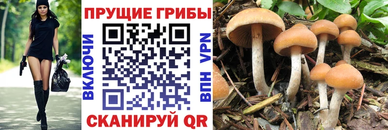Псилоцибиновые грибы Psilocybine cubensis  Берёзовский 